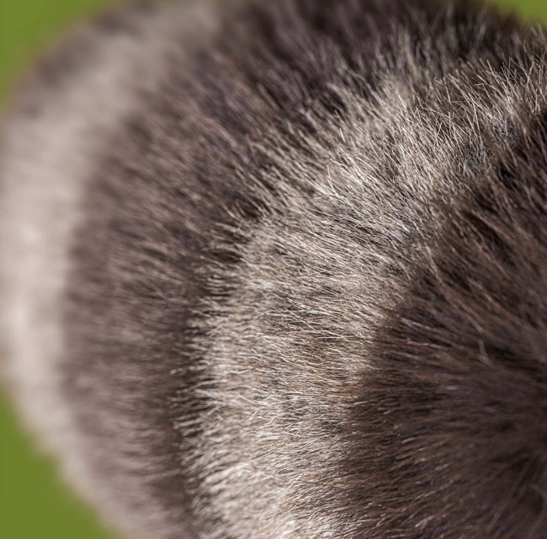 Trixiwoo Raccoon